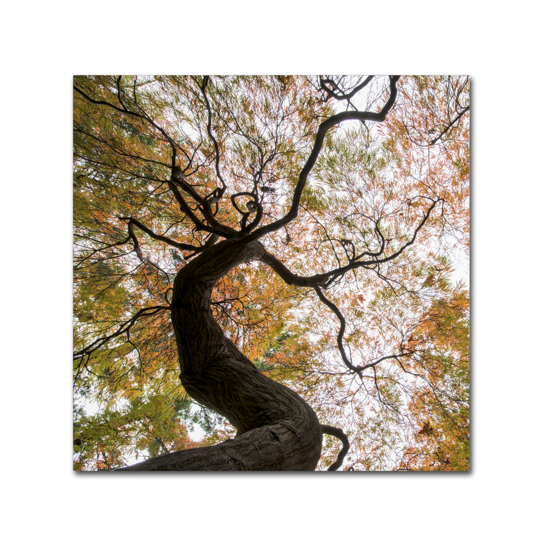 Kurt Shaffer Under a Japanese Maple 2 Canvas Wall Art 14 x 14 Image 2