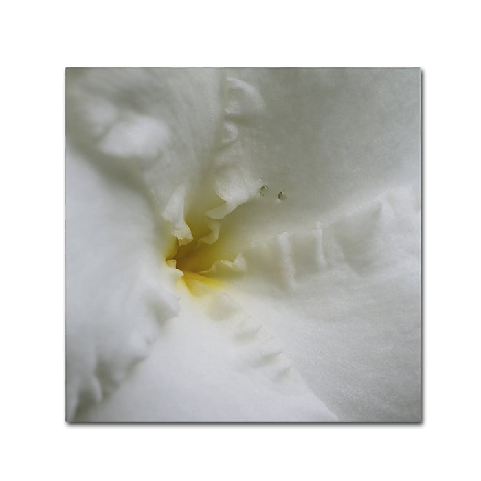 Kurt Shaffer Floral Detail Canvas Wall Art 14 x 14 Image 1