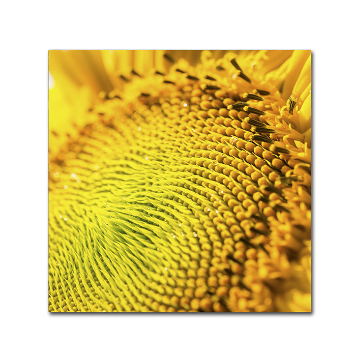 Kurt Shaffer Glistening Sunflower Nectar Canvas Wall Art 14 x 14 Image 1