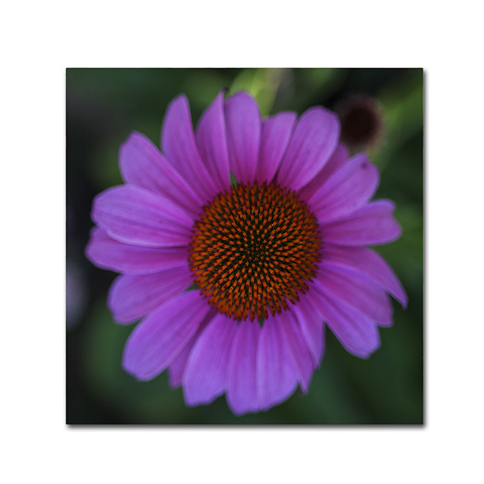 Kurt Shaffer Purple Coneflower Canvas Wall Art 14 x 14 Image 1