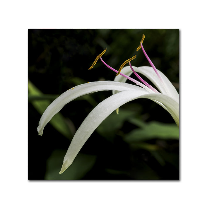 Kurt Shaffer Graceful Lily Canvas Wall Art 14 x 14 Image 1