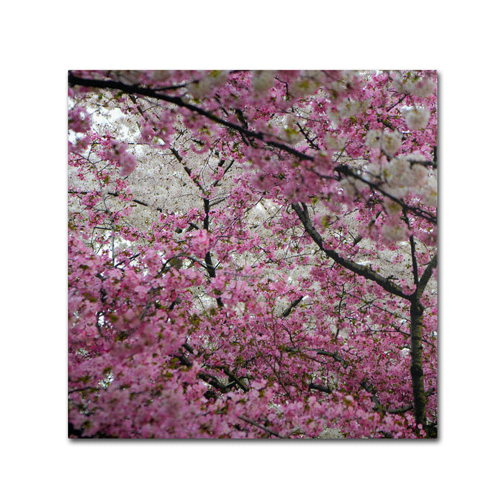 CATeyes Cherry Blossoms 2014-3 Canvas Wall Art 14 x 14 Image 1