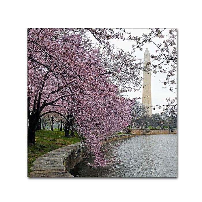 CATeyes Washington Blossoms Canvas Wall Art 14 x 14 Image 1