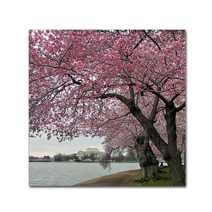 CATeyes Tidal Basin Blossoms Canvas Wall Art 14 x 14 Image 1