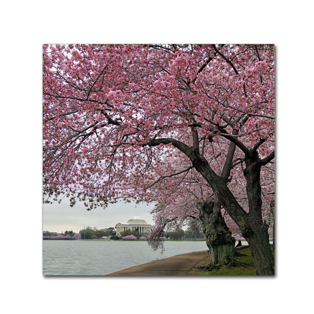 CATeyes Tidal Basin Blossoms Canvas Wall Art 14 x 14 Image 2