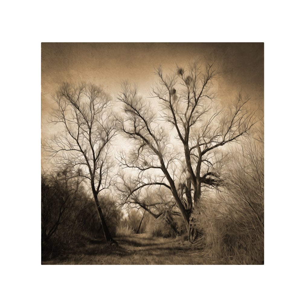 Philippe Sainte-Laudy Sepia Ghost Canvas Wall Art 14 x 14 Image 1