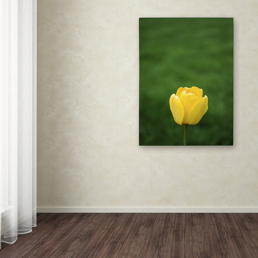 Kurt Shaffer A Lone Yellow Tulip Canvas Wall Art 35 x 47 Inches Image 3