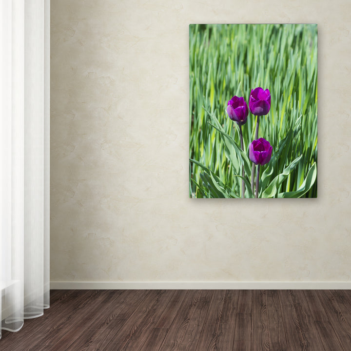 Kurt Shaffer Healing Tulips Canvas Wall Art 35 x 47 Inches Image 3