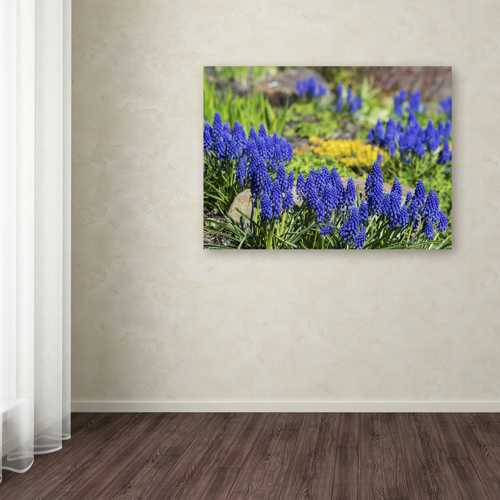 Kurt Shaffer Grape Hyacinth Canvas Wall Art 35 x 47 Inches Image 3