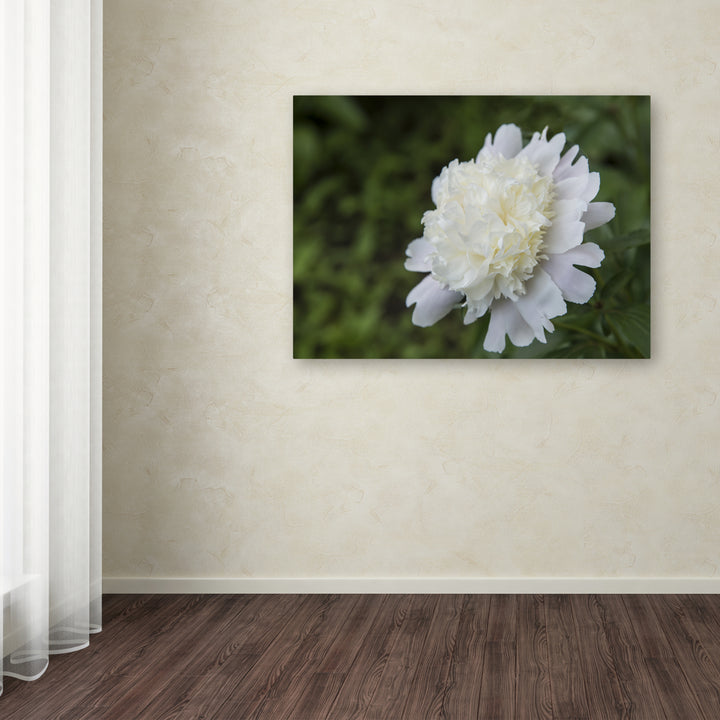 Kurt Shaffer White Peony Canvas Wall Art 35 x 47 Inches Image 3