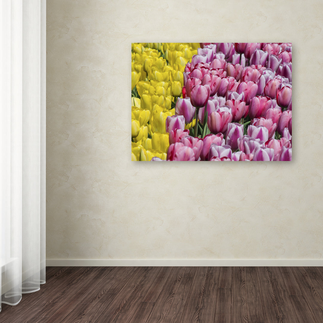 Kurt Shaffer Tulip Heaven Canvas Wall Art 35 x 47 Inches Image 3