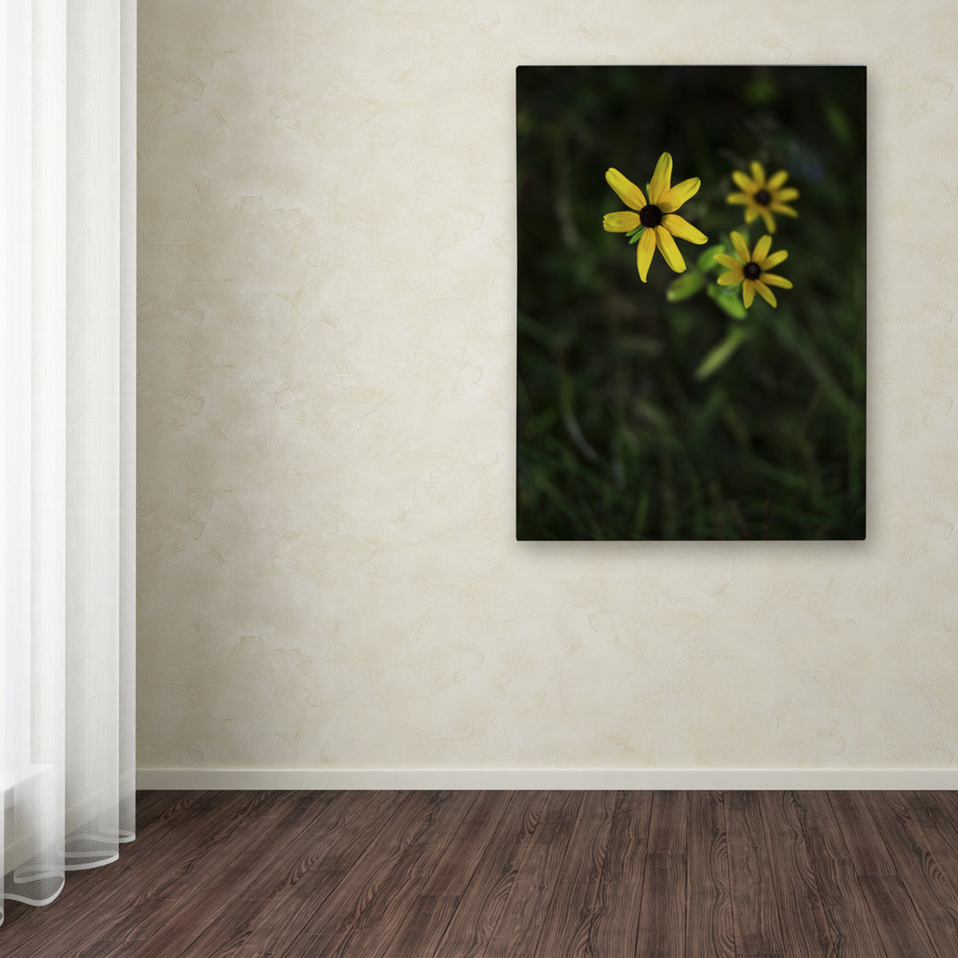 Kurt Shaffer Brown-Eyed Susan Canvas Wall Art 35 x 47 Inches Image 3