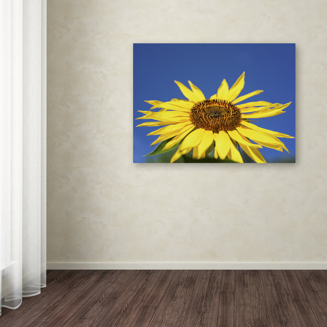 Kurt Shaffer Facing the Sun II Canvas Wall Art 35 x 47 Inches Image 3