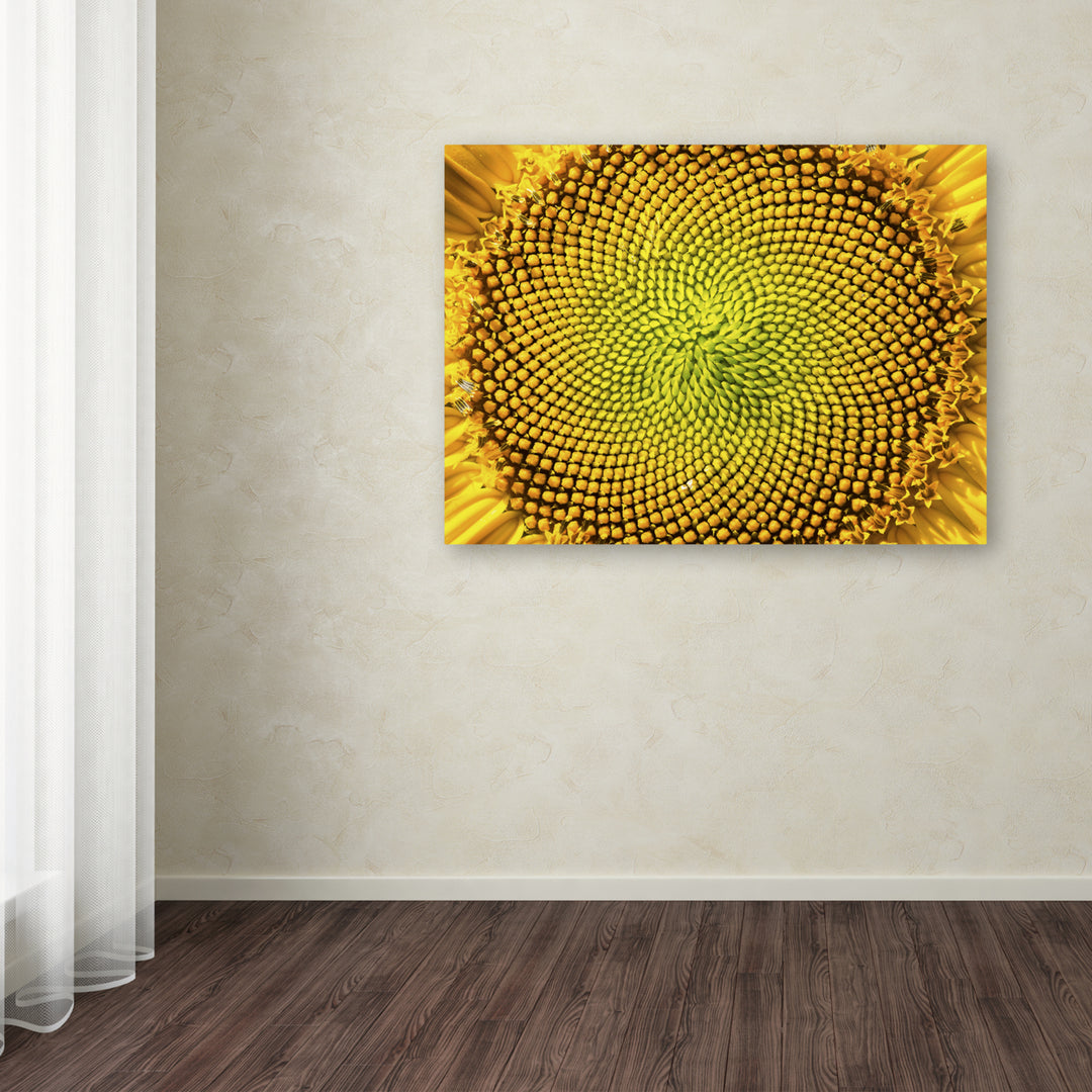 Kurt Shaffer Cosmic Patterns in Nature Canvas Wall Art 35 x 47 Inches Image 3