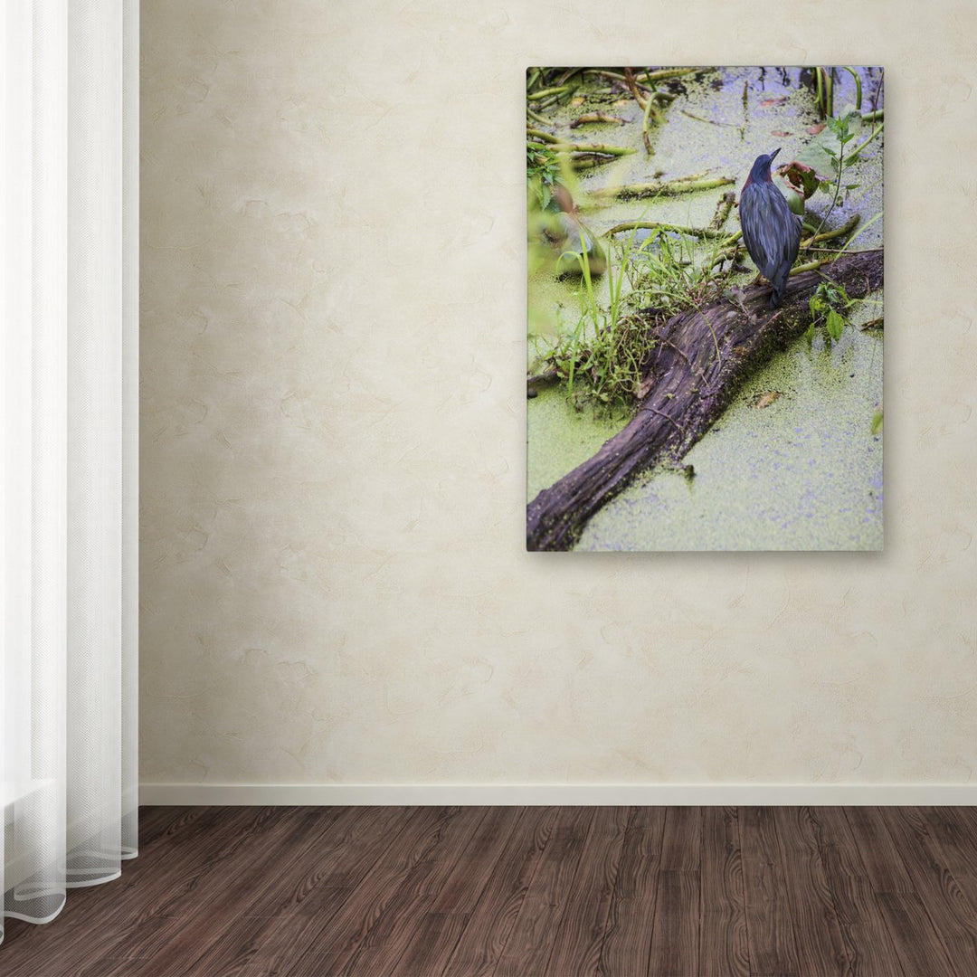 Kurt Shaffer Green Heron II Canvas Wall Art 35 x 47 Inches Image 3