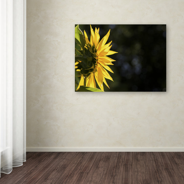 Kurt Shaffer Facing the Sun Canvas Wall Art 35 x 47 Inches Image 3