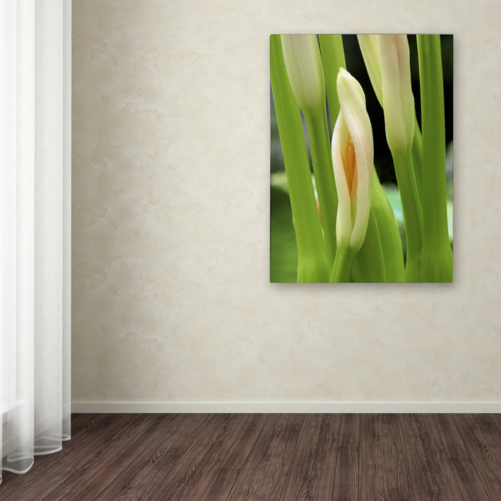 Kurt Shaffer Lily Unfolding Canvas Wall Art 35 x 47 Inches Image 3