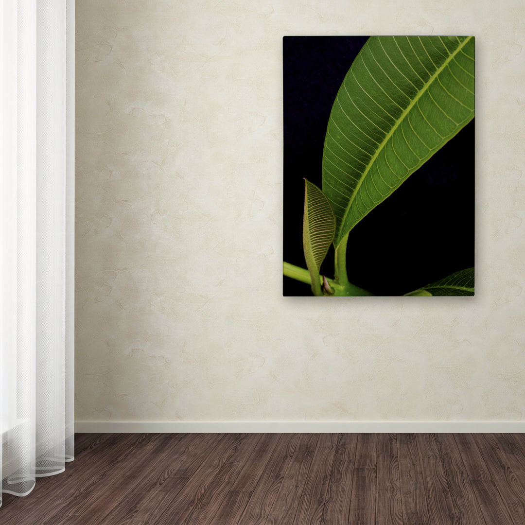 Kurt Shaffer Plumeria Leaf Abstract Canvas Wall Art 35 x 47 Inches Image 3