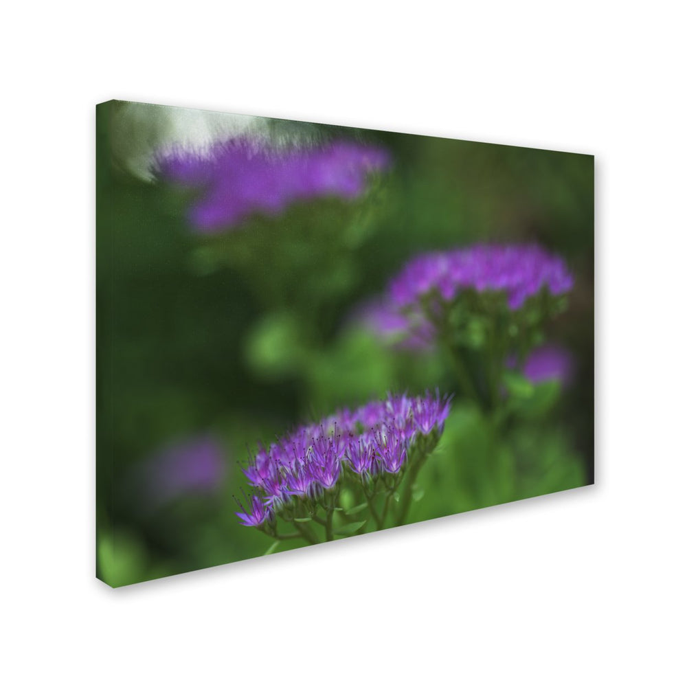 Kurt Shaffer Purple Seedum Canvas Wall Art 35 x 47 Inches Image 2