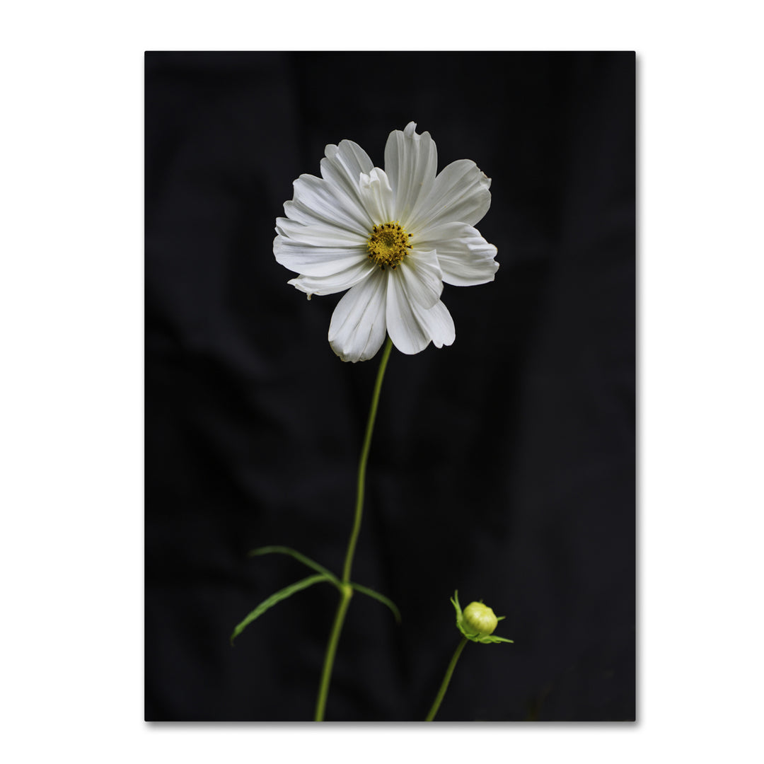 Kurt Shaffer White Cosmos on Black Canvas Wall Art 35 x 47 Inches Image 1