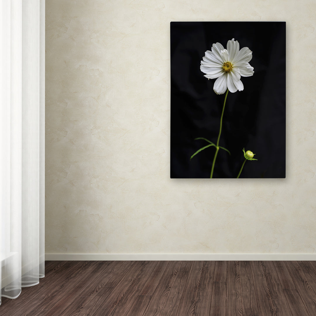 Kurt Shaffer White Cosmos on Black Canvas Wall Art 35 x 47 Inches Image 3