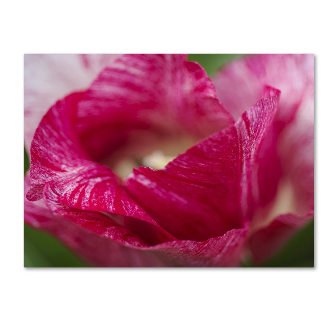 Kurt Shaffer Peppermint Tulip Canvas Wall Art 35 x 47 Inches Image 1