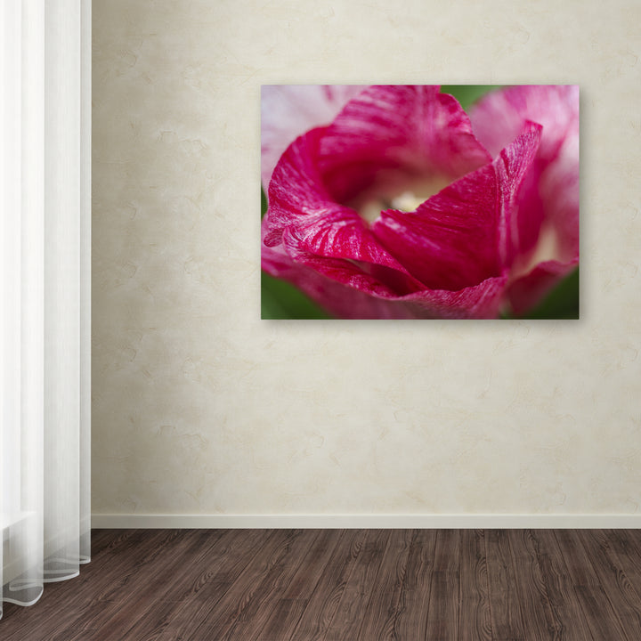 Kurt Shaffer Peppermint Tulip Canvas Wall Art 35 x 47 Inches Image 3