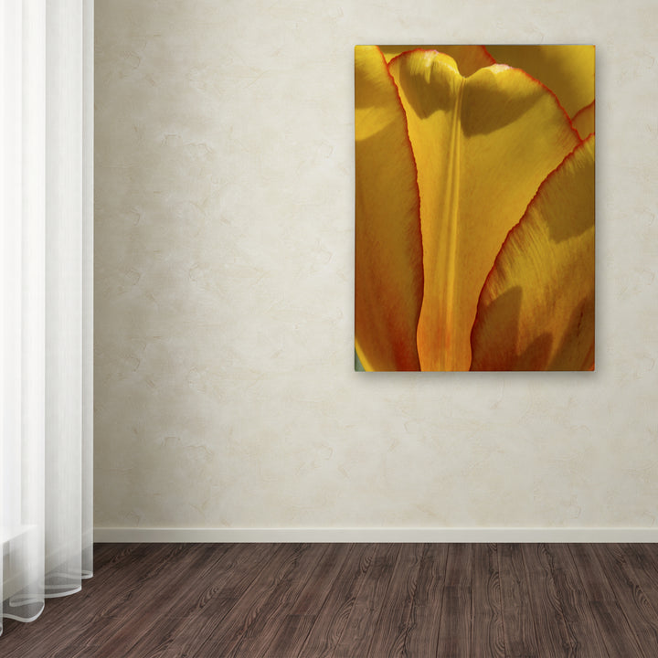 Kurt Shaffer Tulip in the Light Canvas Wall Art 35 x 47 Inches Image 3