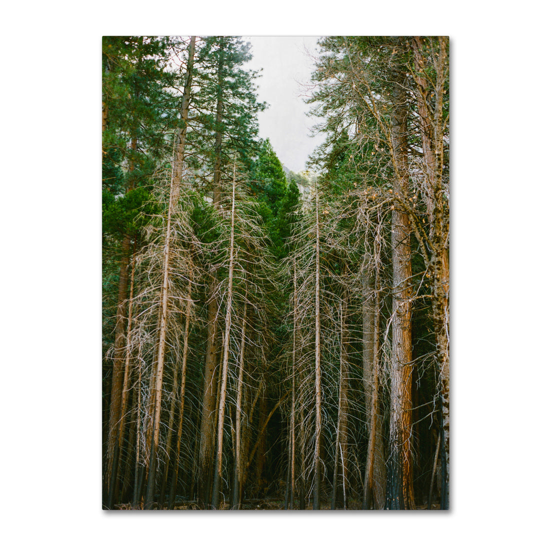 Ariane Moshayedi Tree Forest Canvas Wall Art 35 x 47 Inches Image 1