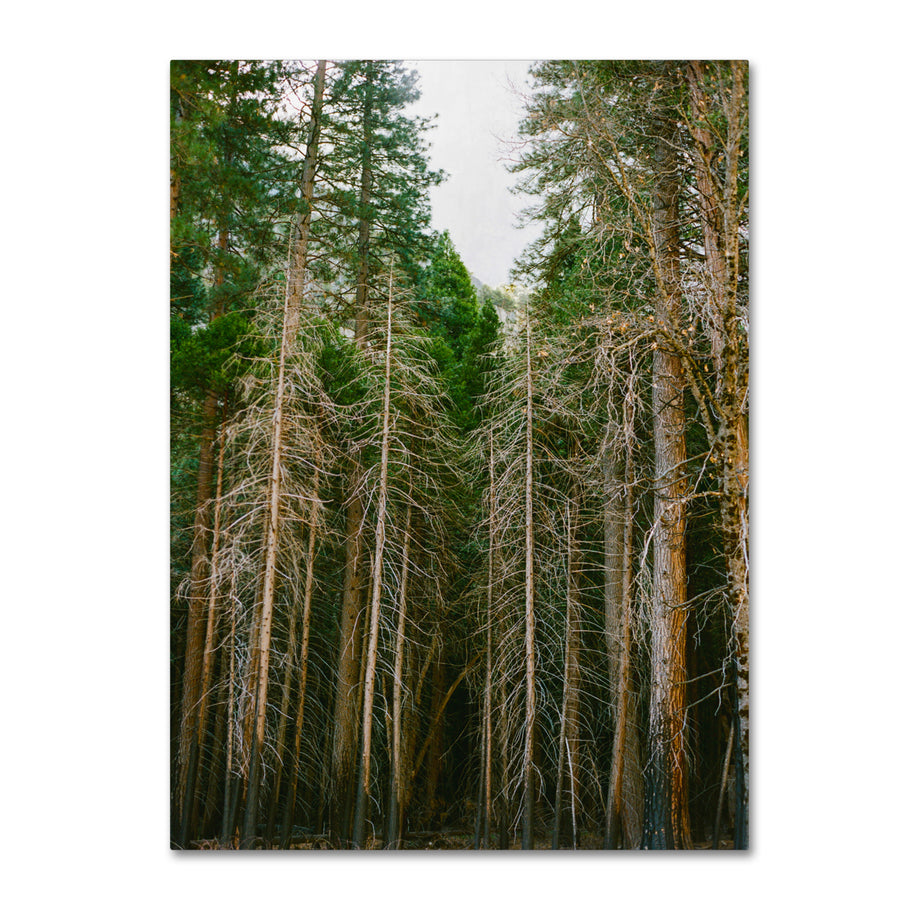 Ariane Moshayedi Tree Forest Canvas Wall Art 35 x 47 Inches Image 1