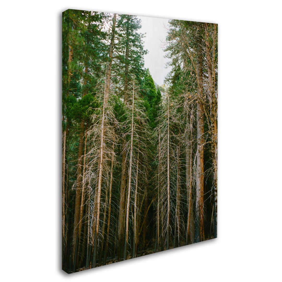 Ariane Moshayedi Tree Forest Canvas Wall Art 35 x 47 Inches Image 2