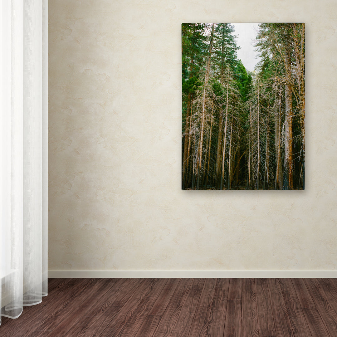 Ariane Moshayedi Tree Forest Canvas Wall Art 35 x 47 Inches Image 3