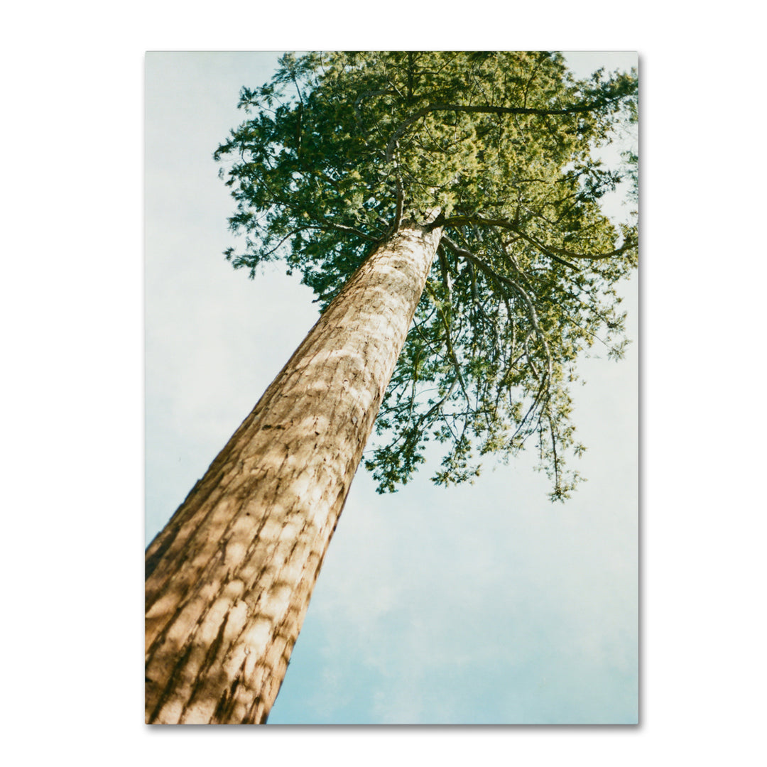 Ariane Moshayedi Giant Tree Canvas Wall Art 35 x 47 Inches Image 1