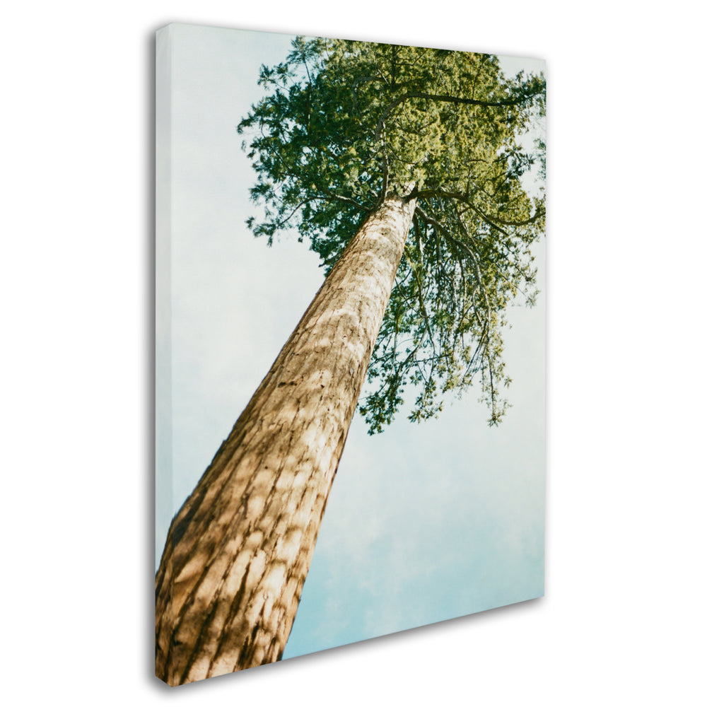 Ariane Moshayedi Giant Tree Canvas Wall Art 35 x 47 Inches Image 2