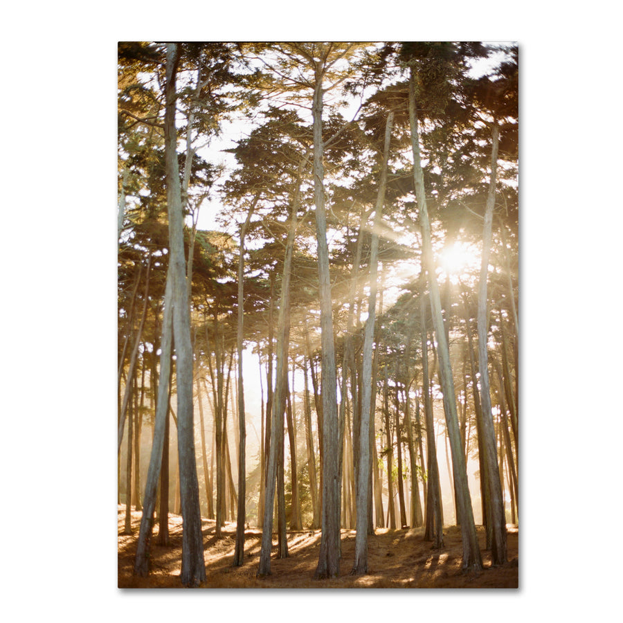 Ariane Moshayedi Presidio Sunset Trees Canvas Wall Art 35 x 47 Inches Image 1