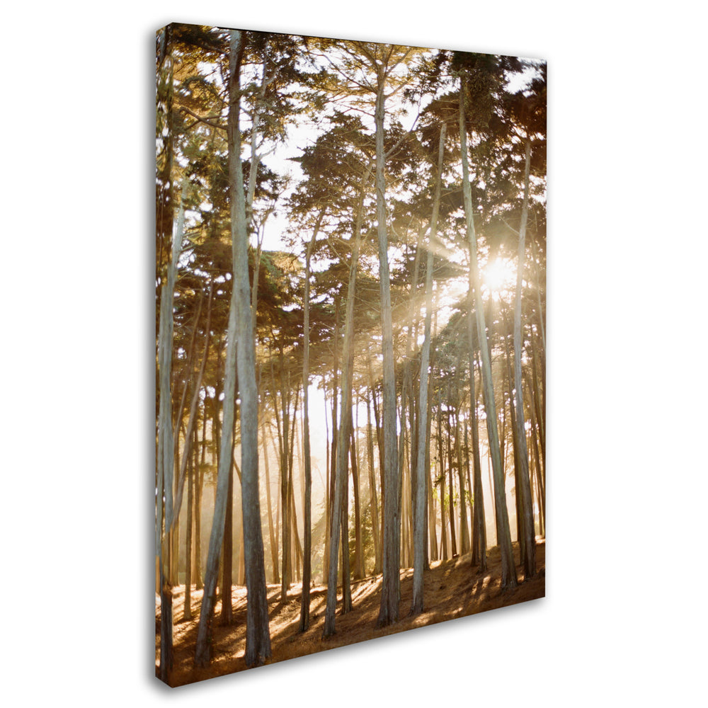 Ariane Moshayedi Presidio Sunset Trees Canvas Wall Art 35 x 47 Inches Image 2