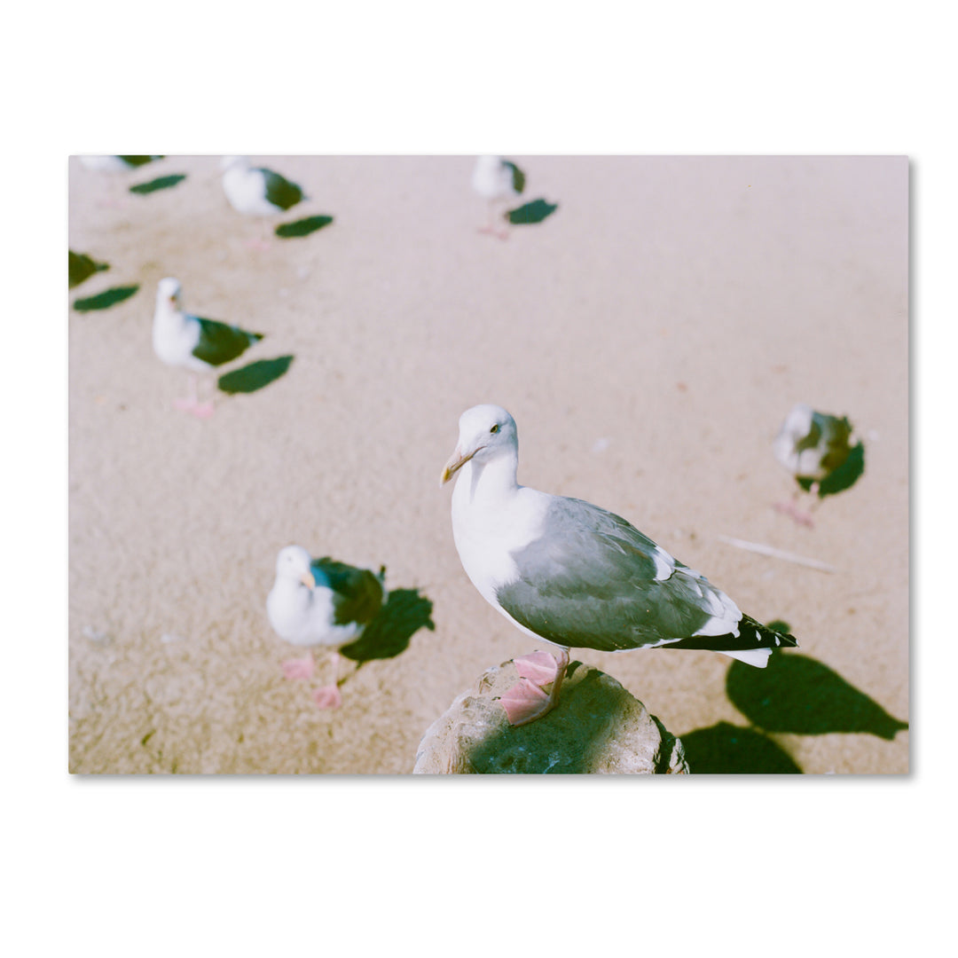 Ariane Moshayedi Seagull Closeup Canvas Wall Art 35 x 47 Inches Image 1