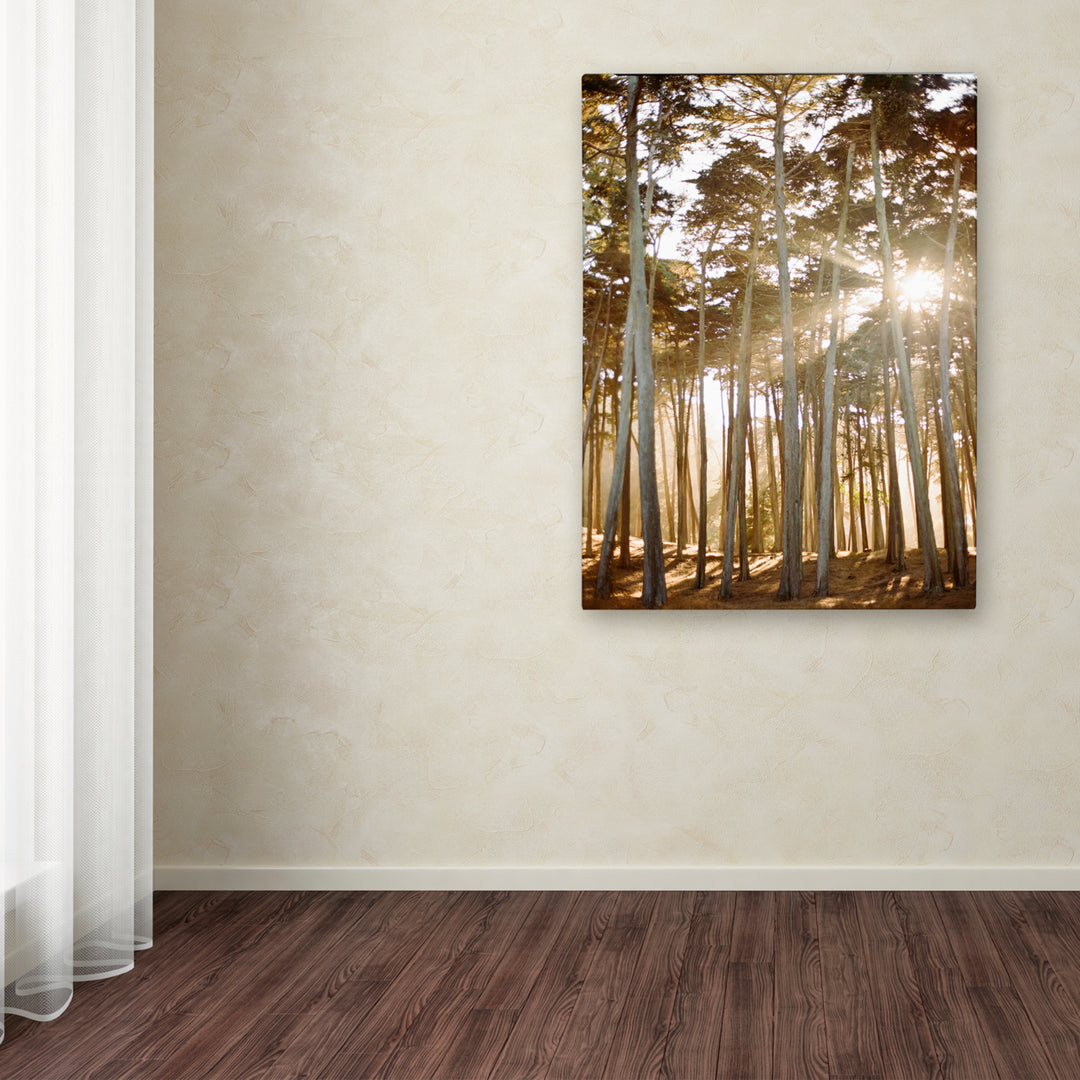 Ariane Moshayedi Presidio Sunset Trees Canvas Wall Art 35 x 47 Inches Image 3