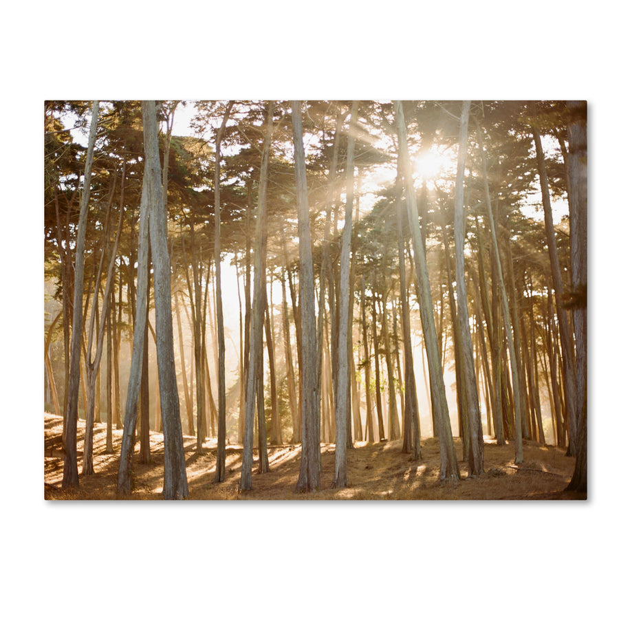 Ariane Moshayedi Presidio Sunset Canvas Wall Art 35 x 47 Inches Image 1