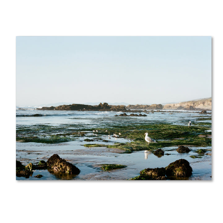 Ariane Moshayedi Seagull Low Tide Canvas Wall Art 35 x 47 Inches Image 1