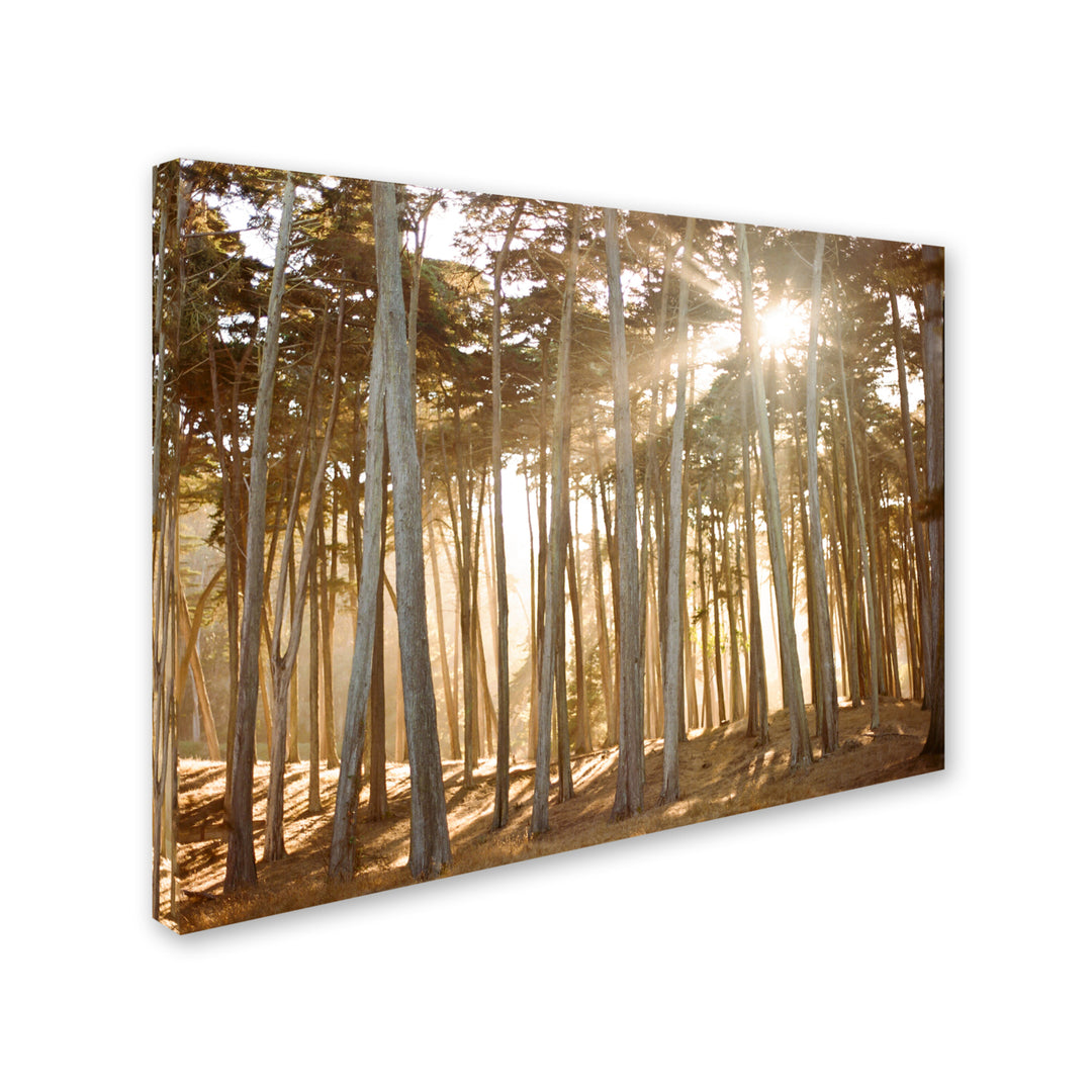 Ariane Moshayedi Presidio Sunset Canvas Wall Art 35 x 47 Inches Image 2