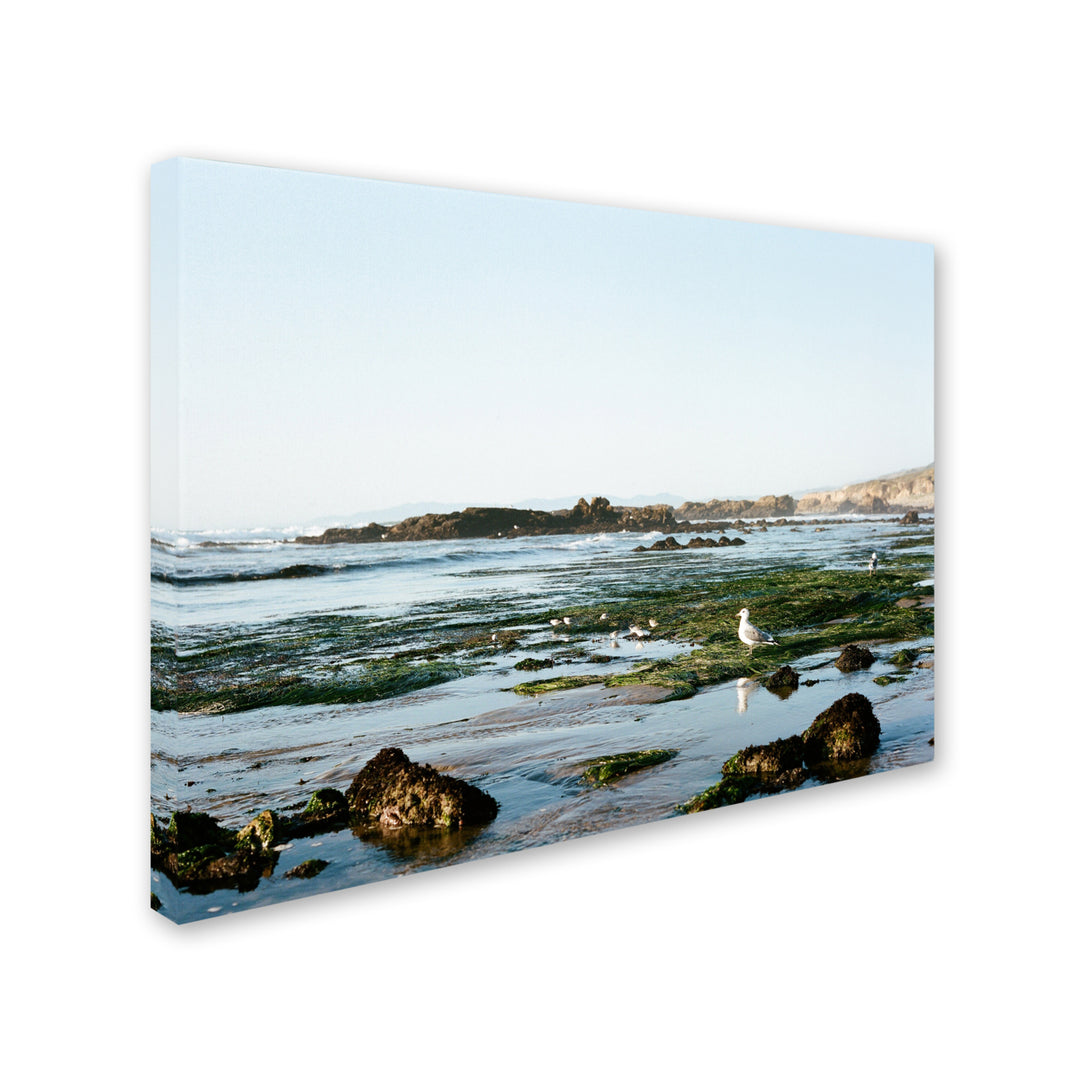 Ariane Moshayedi Seagull Low Tide Canvas Wall Art 35 x 47 Inches Image 2