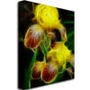 Kathie McCurdy Yellow Iris Canvas Wall Art 35 x 47 Image 2