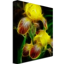 Kathie McCurdy Yellow Iris Canvas Wall Art 35 x 47 Image 3