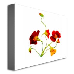 Kathie McCurdy Orange and Yellow Nasturtiums Canvas Wall Art 35 x 47 Image 3