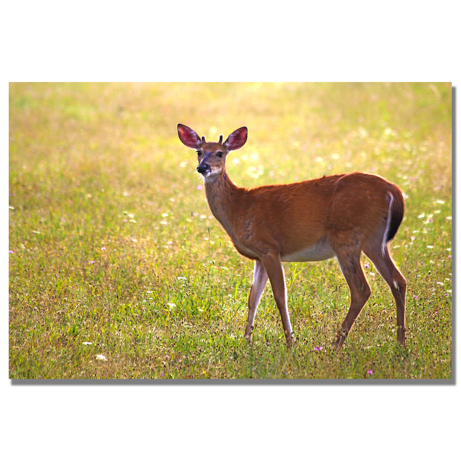 MCat Young Buck Canvas Wall Art 35 x 47 Image 1