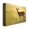 MCat Young Buck Canvas Wall Art 35 x 47 Image 2