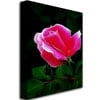 Kathie McCurdy Pink Rose Abstract Canvas Wall Art 35 x 47 Image 2