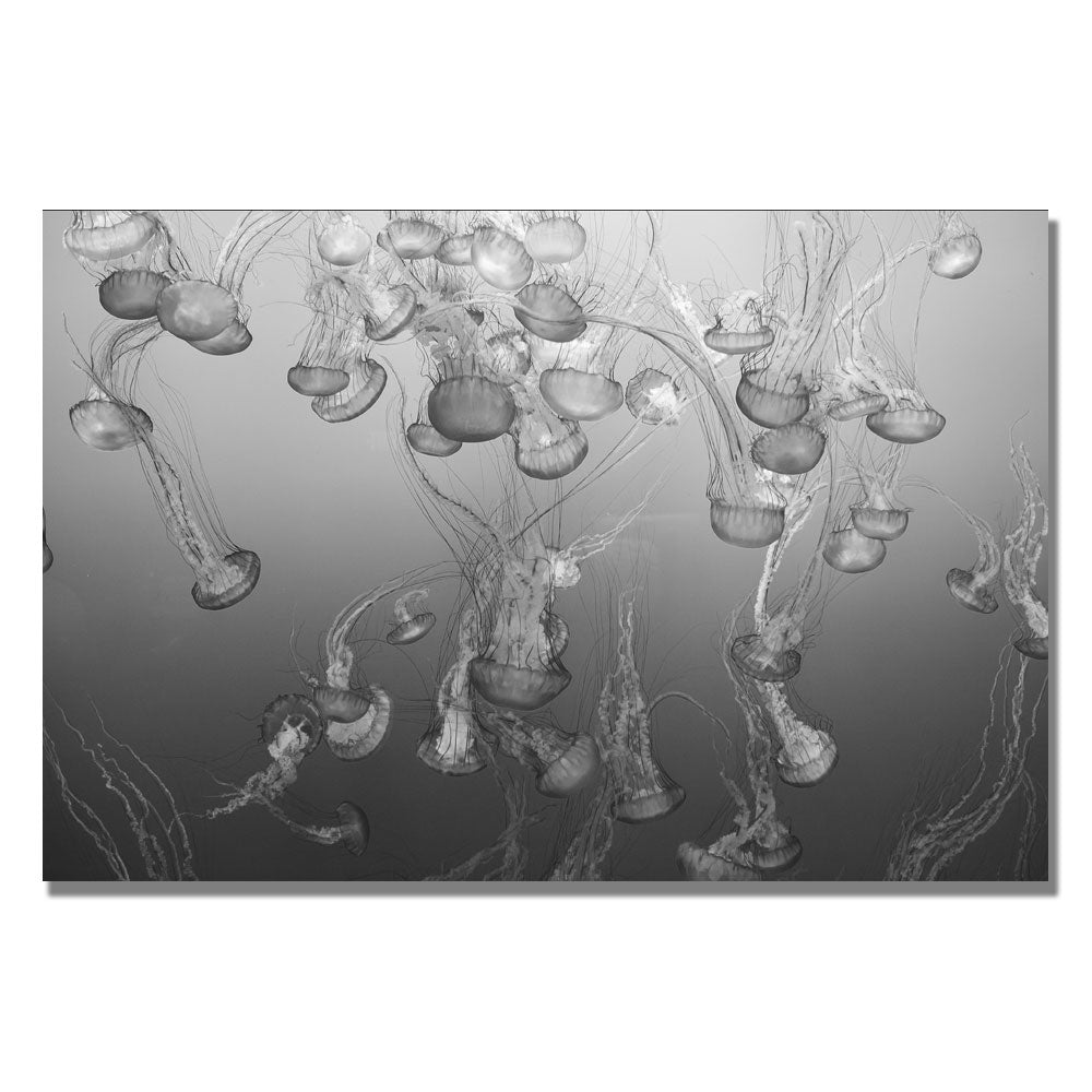 Ariane Moshayedi Jellyfish II Canvas Wall Art 35 x 47 Image 1