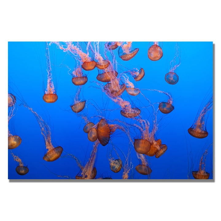 Ariane Moshayedi Color Jellyfish Canvas Wall Art 35 x 47 Image 1